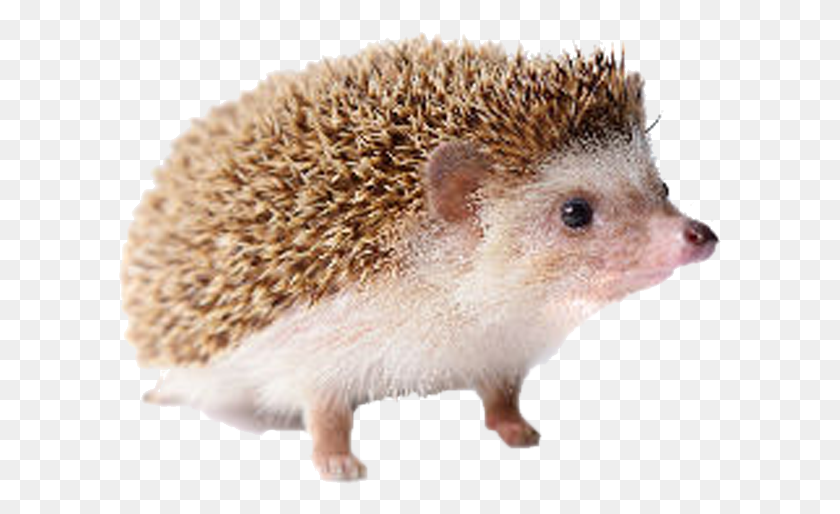 603x454 Hedgehog Free Image Hedgehog, Mammal, Animal, Rodent HD PNG Download