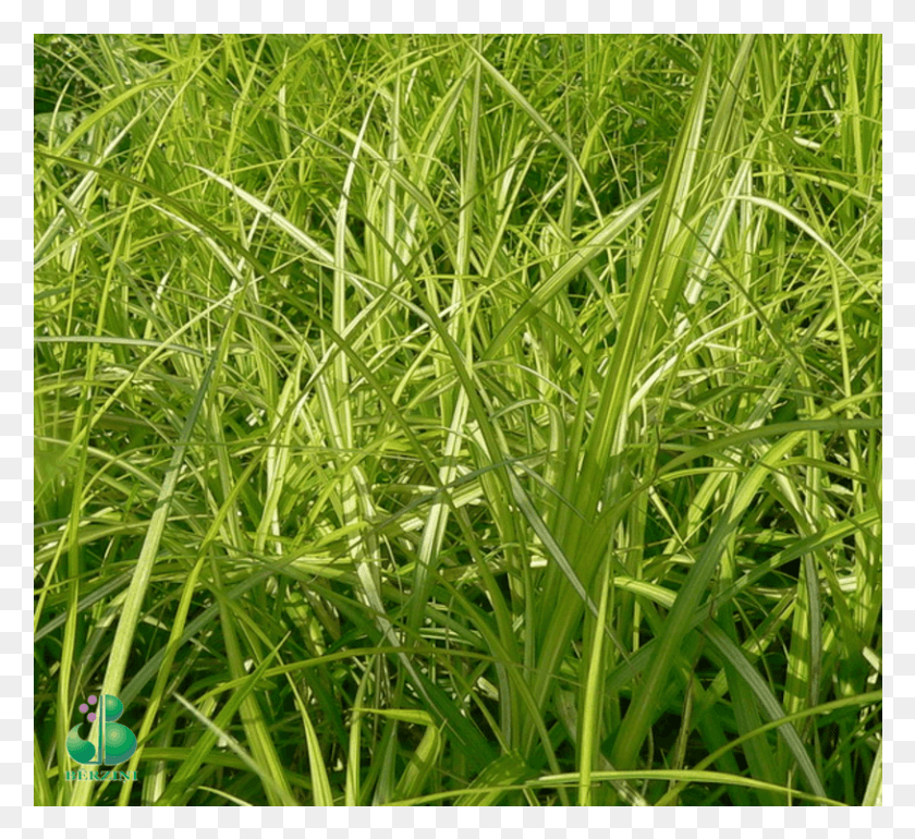 814x741 Height Sweet Grass, Plant, Lawn, Vegetation HD PNG Download