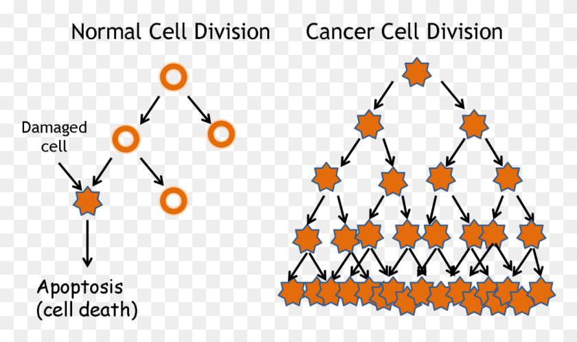 1071x602 Las Células Hela Y Las Células Cancerígenas Cáncer Vs Células Normales, Símbolo, Símbolo De La Estrella Hd Png