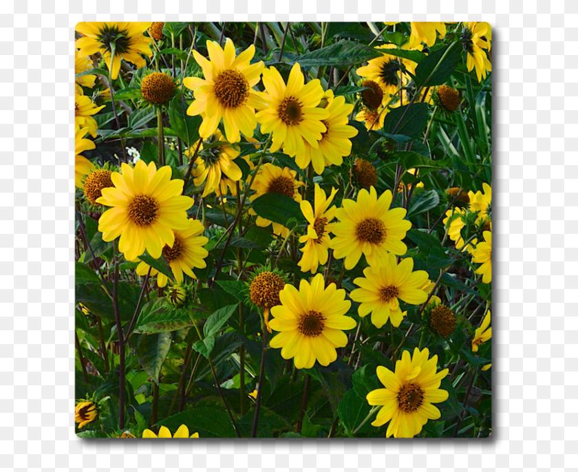 627x626 Подсолнечник Летающие Тарелки Африканская Ромашка, Растение, Цветок, Цветение Hd Png Скачать