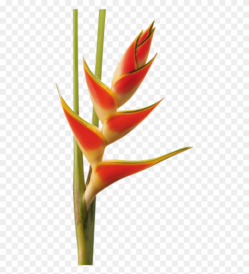471x865 Геликония, Растение, Цветок, Цветение Hd Png Скачать