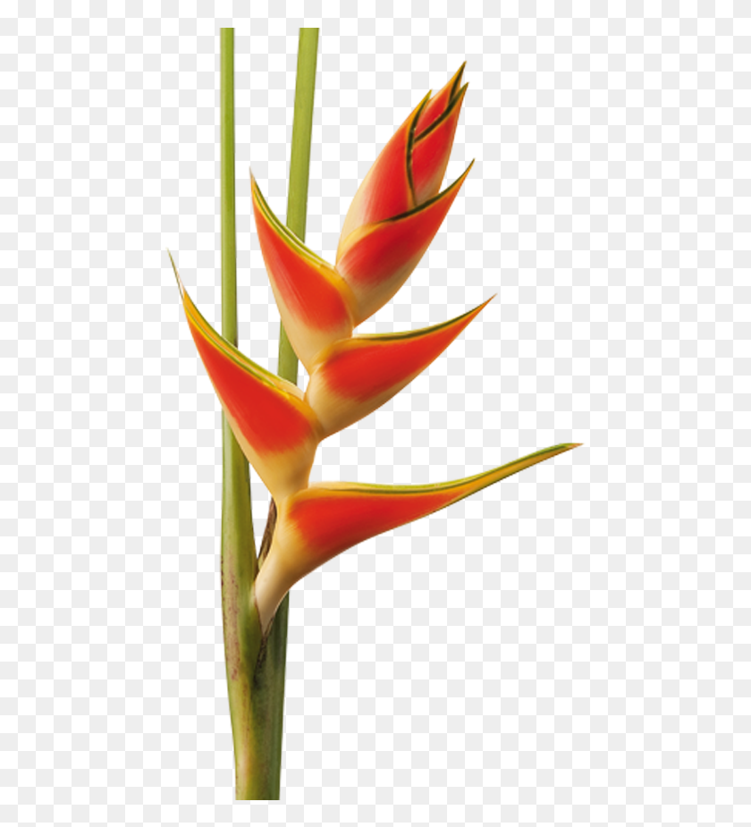 471x865 Heliconia, Planta, Flor, Flor Hd Png