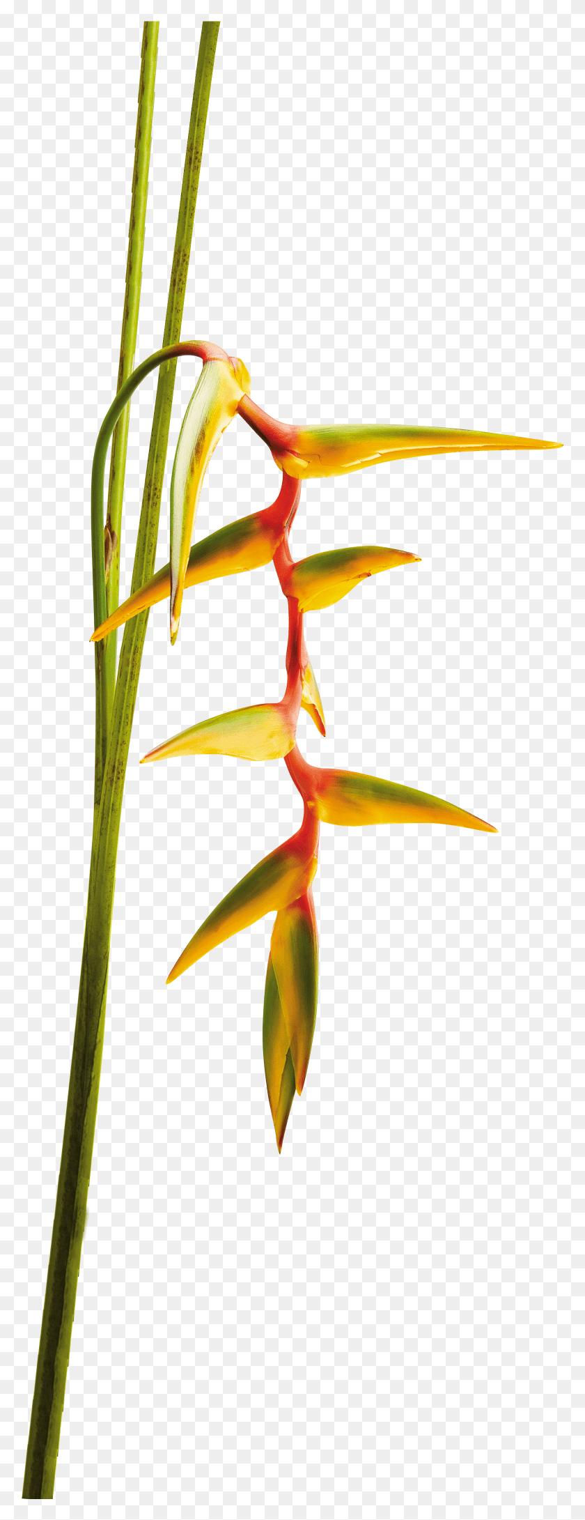 1560x4242 Descargar Png Heliconia Angry Moon Heliconia, Planta, Flor, Flor Hd Png