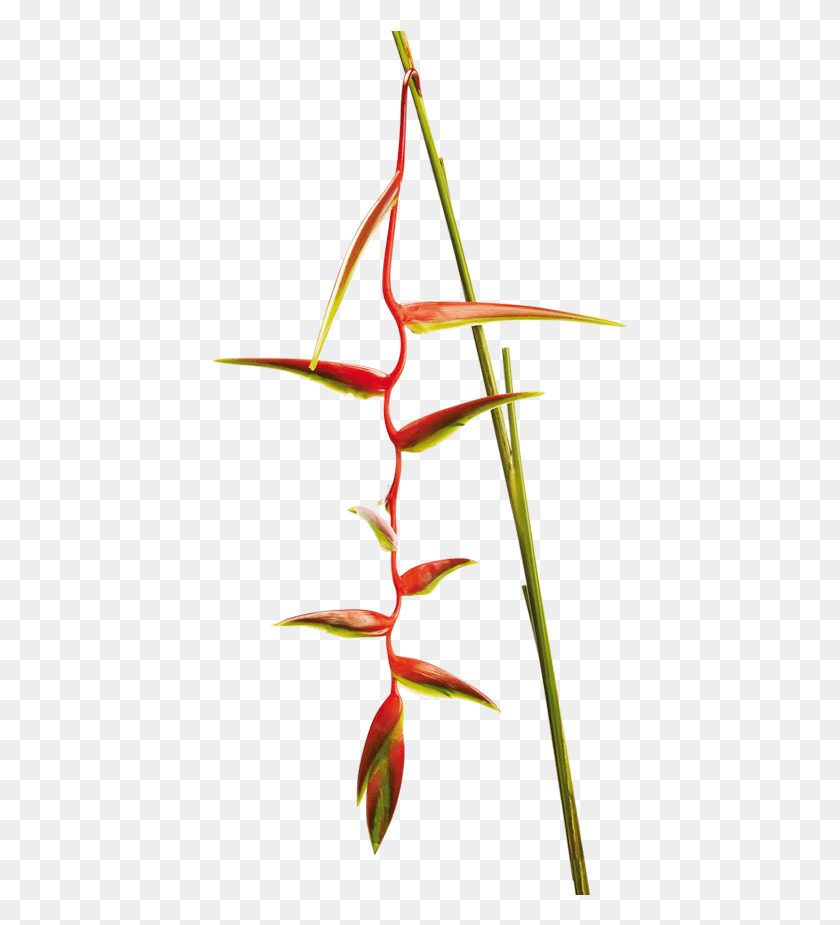 417x865 Heliconia Chartacea Lane Ex Barreiros Sexy Scarlet Heliconia, Planta, Flor, Flor Hd Png