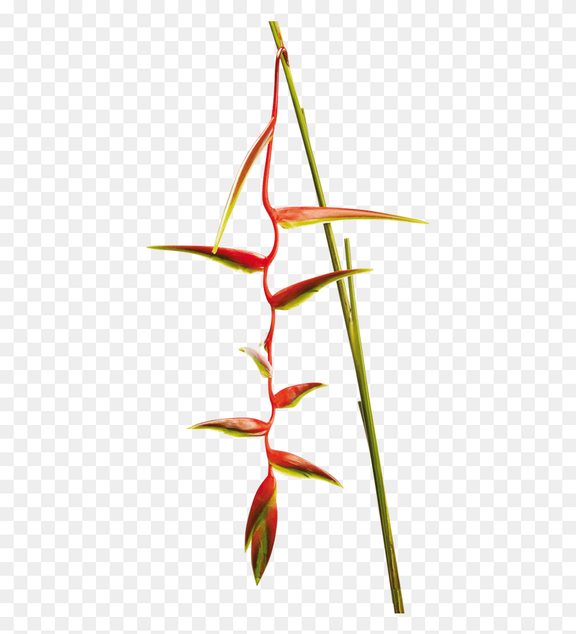 417x865 Heliconia Chartacea Lane Ex Barreiros Sexy Scarlet Heliconia, Растение, Цветок, Цветение Png Скачать