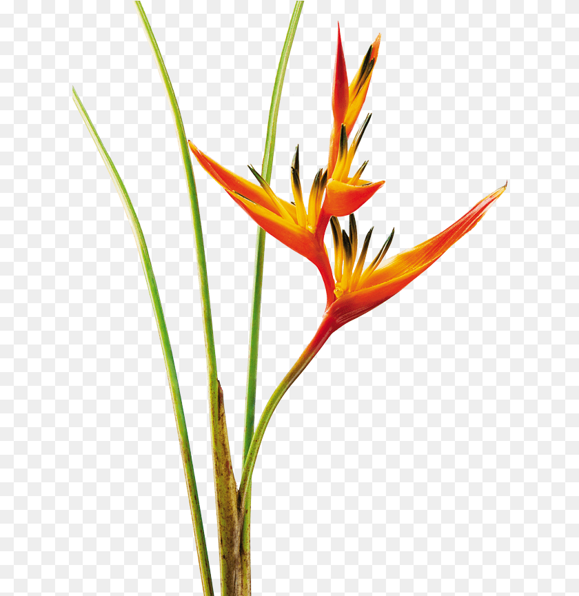 633x865 Heliconia Psittacorum Guyana Mosaic Glass Graduation Heliconia Psittacorum Dibujo, Flower, Petal, Plant, Anther Transparent PNG