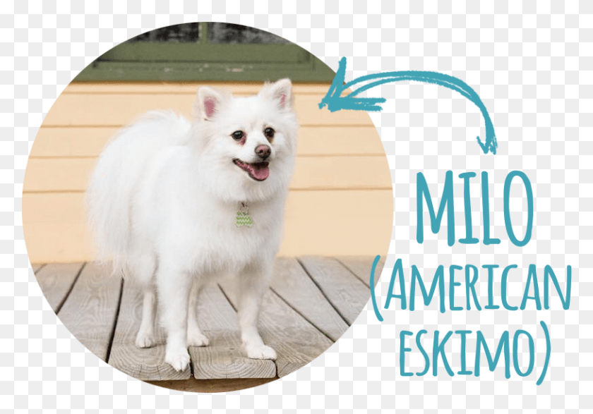 812x549 Hello World My Name Is Milo And I39m An American Eskimo, Dog, Pet, Canine HD PNG Download