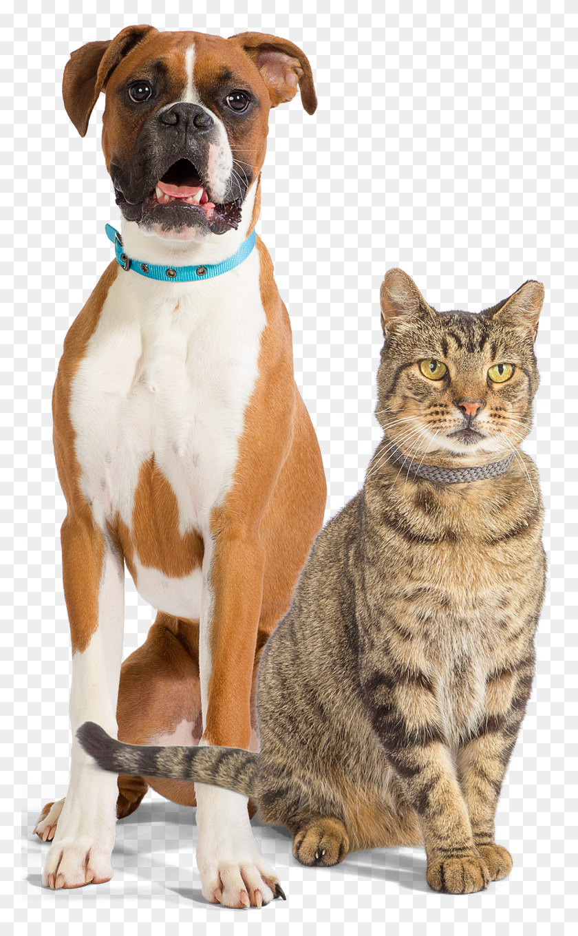 778x1300 Help Get Them From Hospital To Home Comfortably Boxer, Dog, Pet, Canine HD PNG Download
