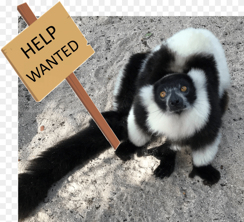 1332x1213 Help Wanted Indri, Animal, Zoo, Mammal, Monkey Sticker PNG