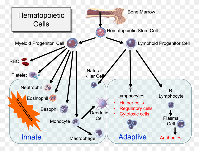 1497x1112 Hematopoeticstemcells Innate And Adaptive Immune System Diagram, Text, Paper, Plot HD PNG Download