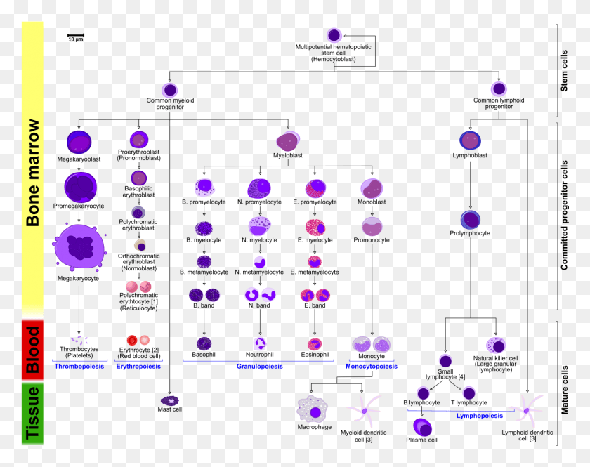 1377x1069 Hematopoiesis Diagram En Hematopoietic Stem Cell, Bubble, Confetti, Paper HD PNG Download