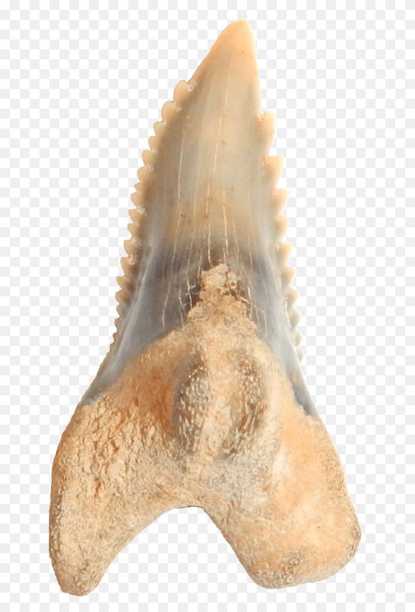 939x1420 Hemipristis Serrra Upper Anterior Lin Shell, Conch, Seashell, Invertebrate HD PNG Download