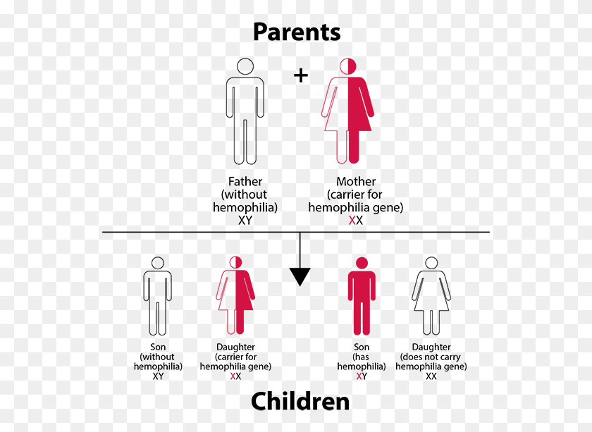 551x553 Hemophilia Inheritance Pattern Chart Save The Children, Clothing, Apparel, Sleeve HD PNG Download
