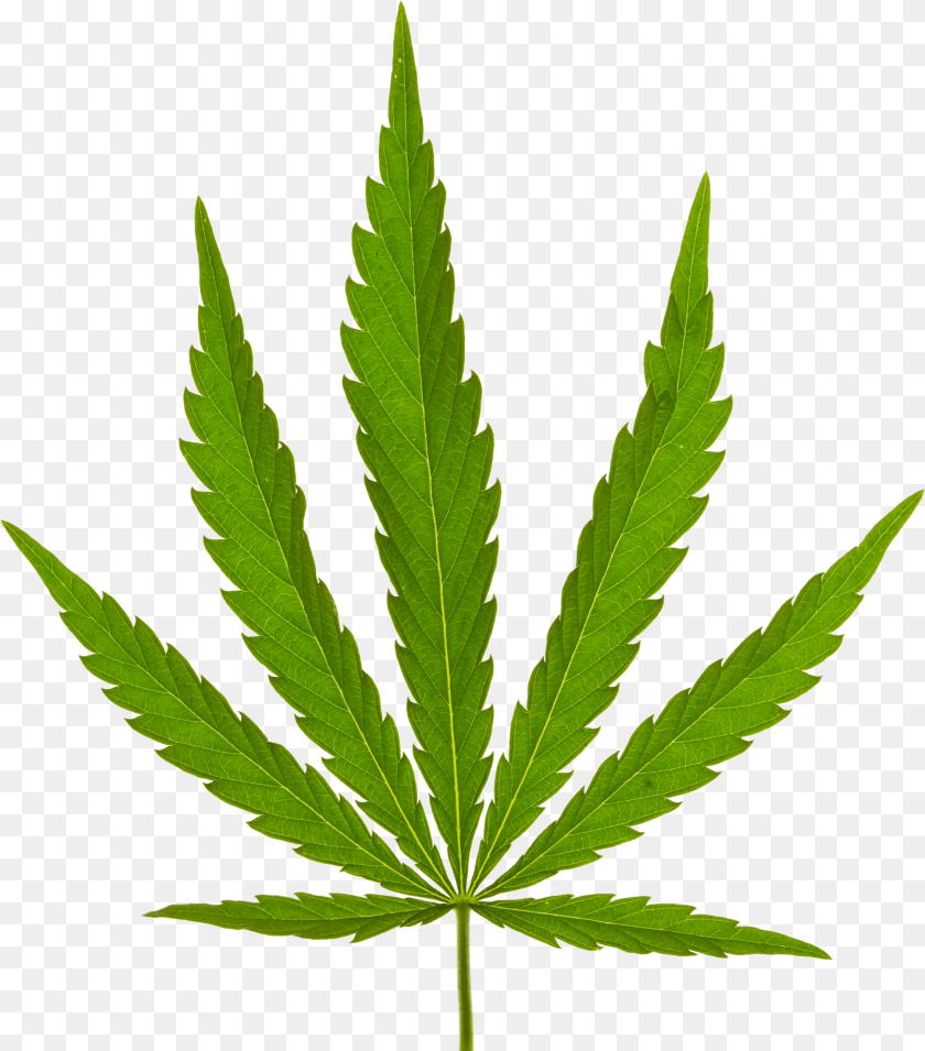 Hemp Purchase Contract Marijuana Leaf, Plant, Weed PNG