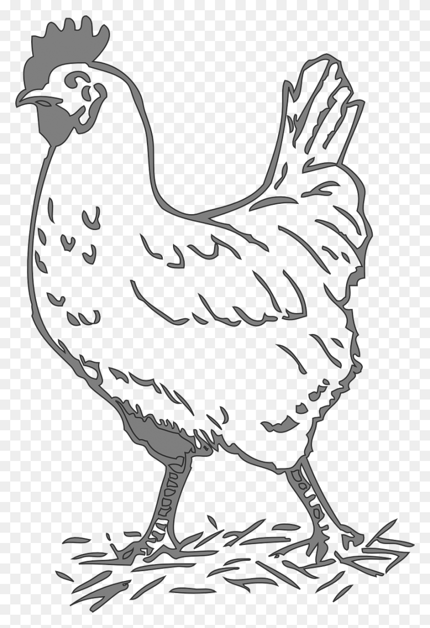 856x1280 Hen Clip Art Black And White Hen, Chicken, Poultry, Fowl HD PNG Download