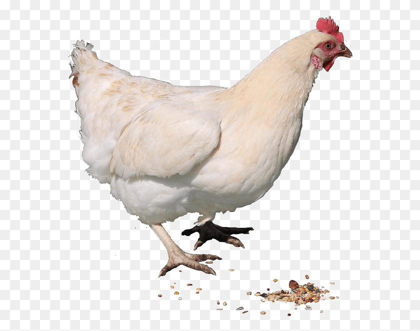 593x602 Hen Clipart Live Chicken Live Chicken, Poultry, Fowl, Bird HD PNG Download