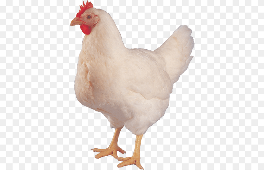 397x541 Hen Images Hd, Animal, Bird, Chicken, Fowl Transparent PNG