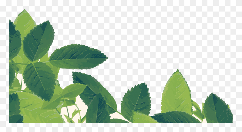840x429 Herb, Leaf, Plant, Green HD PNG Download