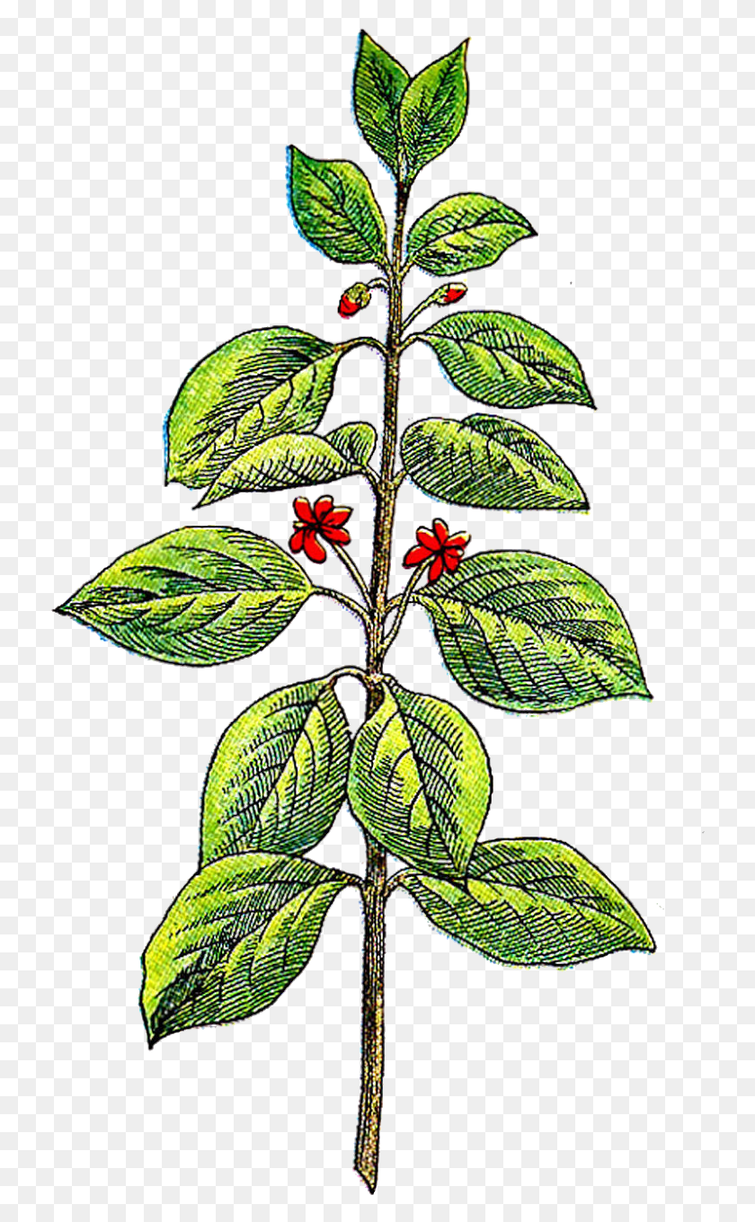 728x1300 Herb, Plant, Leaf, Annonaceae HD PNG Download