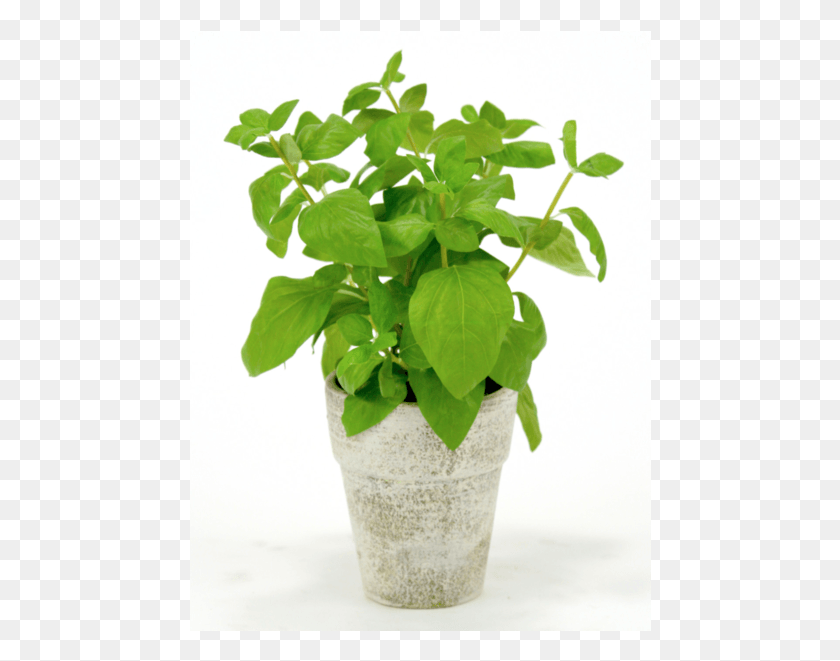 462x601 Herb Co Rice Tx Living Basil Basil Plant In Pot, Leaf, Flower, Blossom HD PNG Download