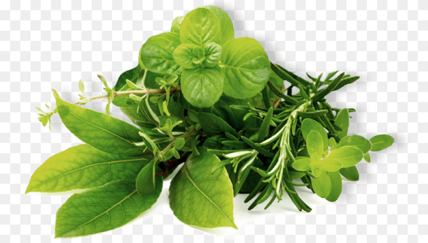 771x476 Herb Hd Images Transparent Feuille De Menthe Fraiche, Herbal, Herbs, Leaf, Plant Clipart PNG