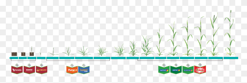 1641x469 Herbicidas Trigo Grass, Plant, Tree, Vegetation HD PNG Download