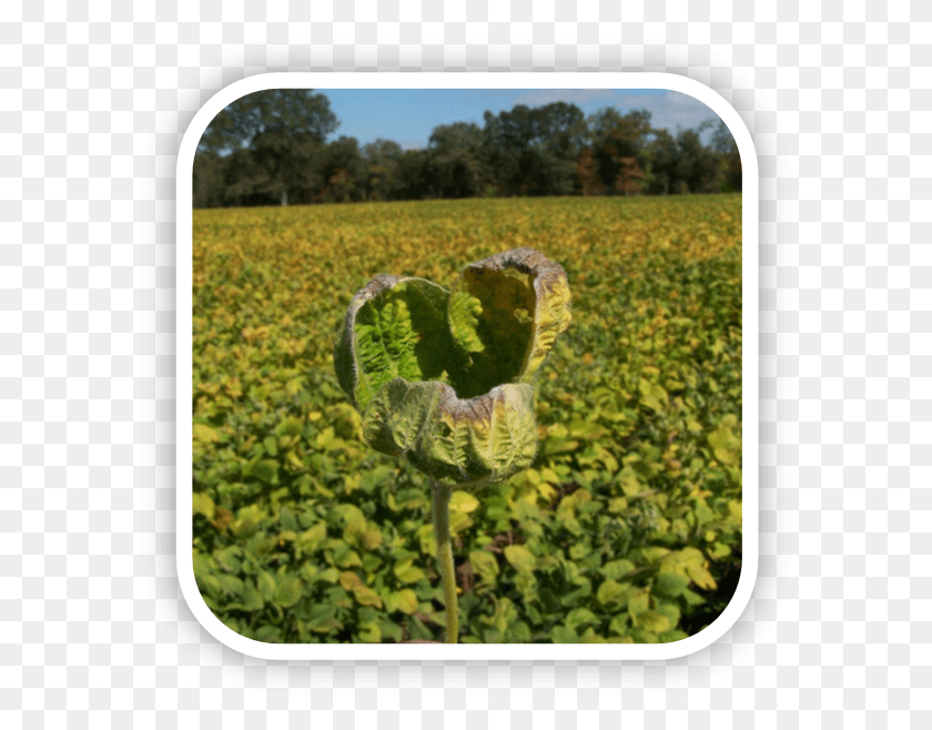596x598 Herbicide Damaged Soybeans From Dicamba Drift Field, Outdoors, Plant, Nature HD PNG Download