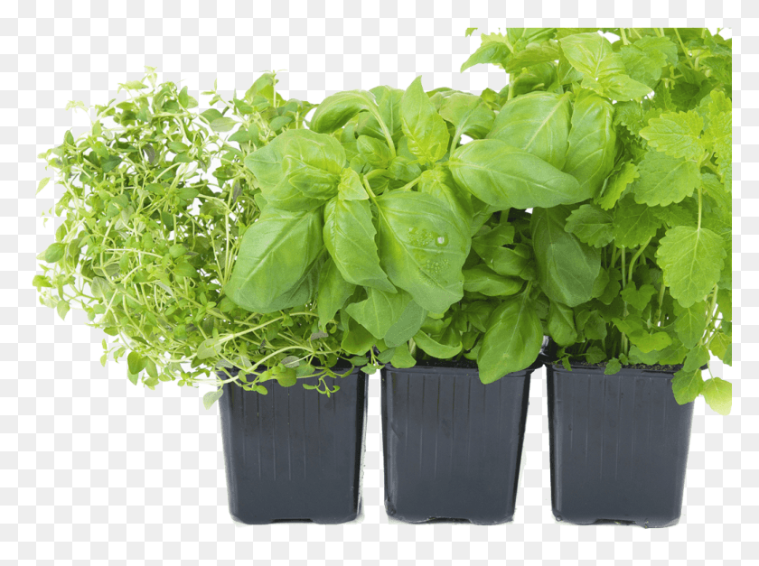 1044x760 Herbs, Potted Plant, Plant, Vase HD PNG Download