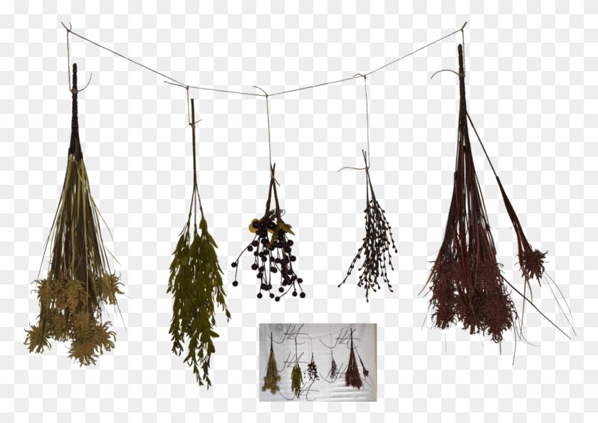 996x684 Herbs 3d Model Dried Herbs, Root, Plant HD PNG Download