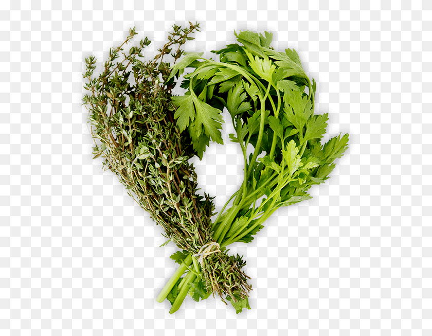 545x593 Herbs People Camomile, Vase, Jar, Pottery HD PNG Download