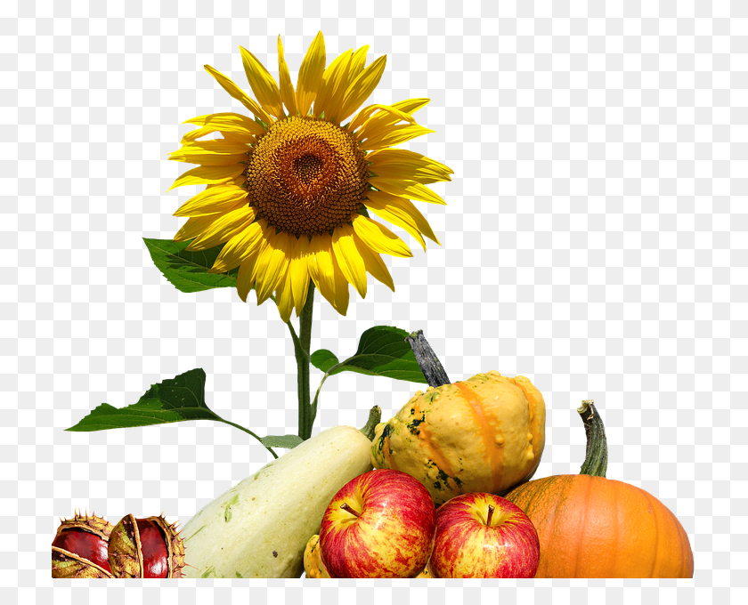 725x620 Herbst Sonnenblume Erntedank Oktober Herbstlich, Plant, Flower, Blossom HD PNG Download