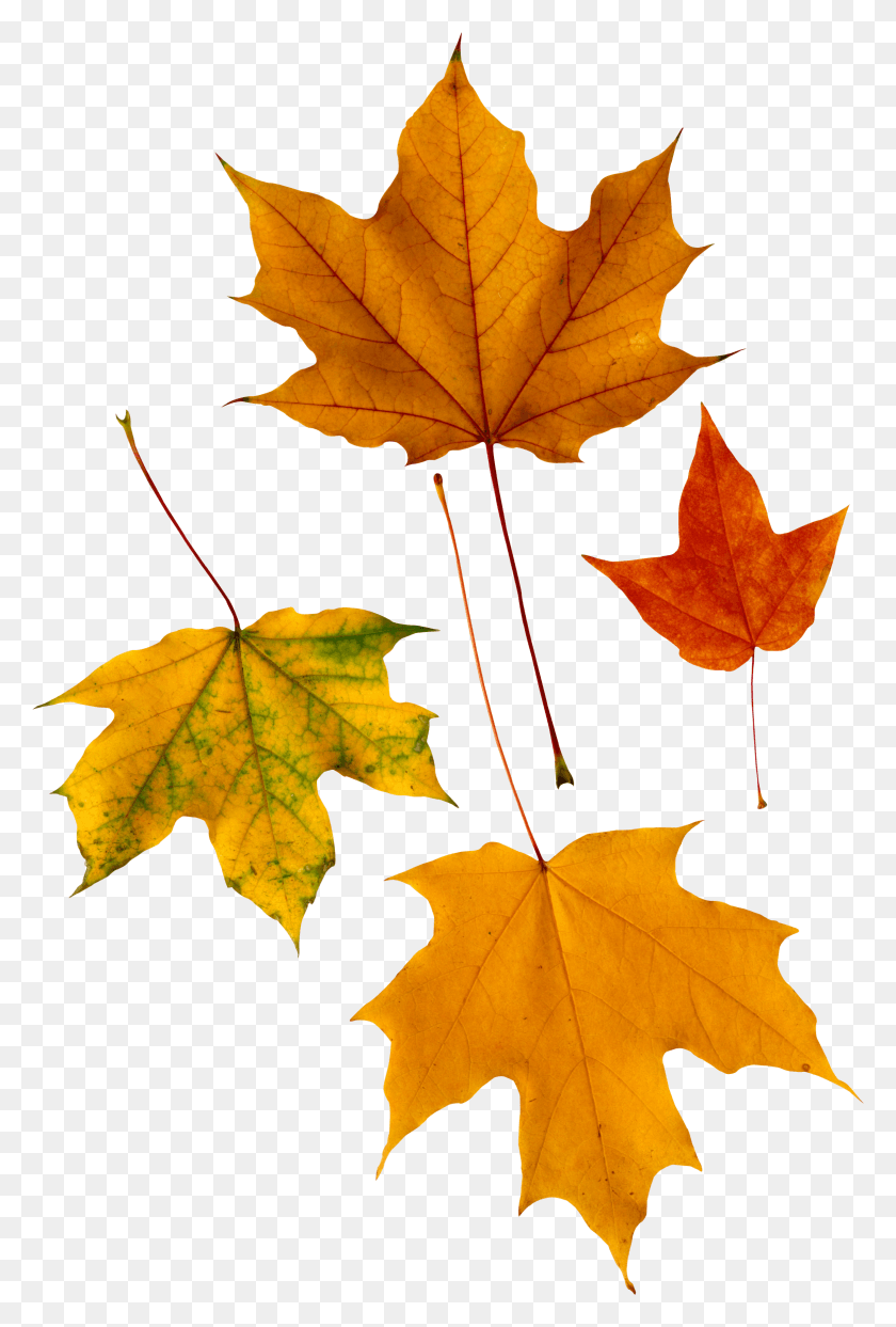 2327x3532 Herbstbltter, Hoja, Planta, Árbol Hd Png