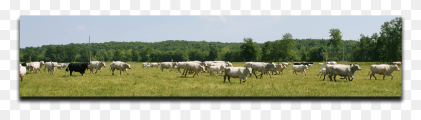 1105x255 Herd, Field, Grassland, Outdoors HD PNG Download