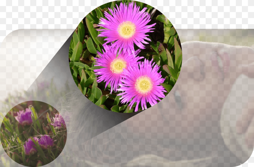 1100x725 Here A Non Native Invasive Rests Her Head Upon A Mat Karkalla, Purple, Plant, Daisy, Flower PNG