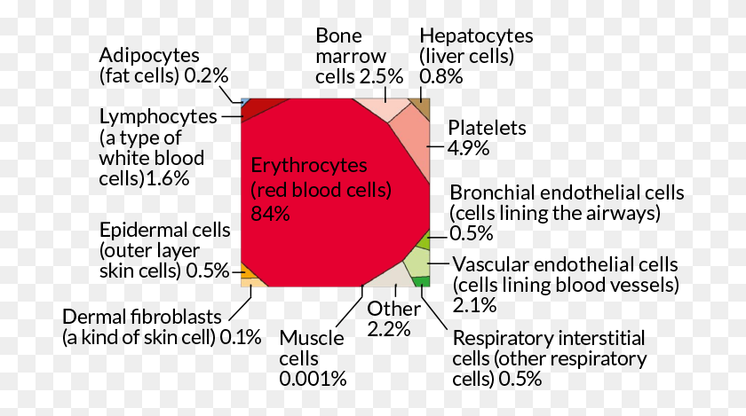 700x409 Here Are The Main Types Of Truly Human Cells In The Percentage Of Cells In Human Body, Text, Plot, Diagram HD PNG Download