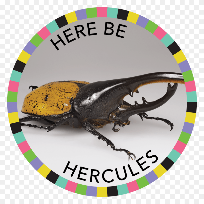 1600x1600 Here Be Hercules Image Rhino Beetle, Animal, Insect, Invertebrate HD PNG Download