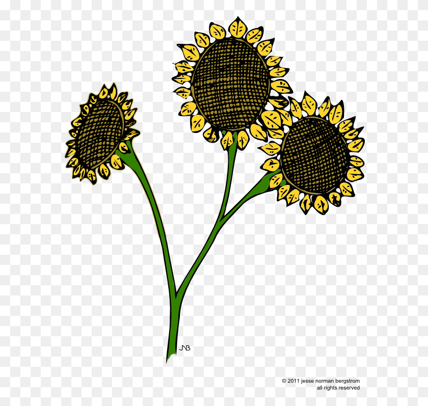 593x737 Here Sunflower, Plant, Flower, Blossom HD PNG Download