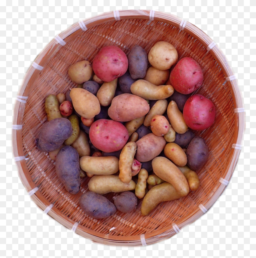 784x791 Heritage Potatoes Available For Spring Planting Fingerling Potato, Plant, Vegetable, Food HD PNG Download