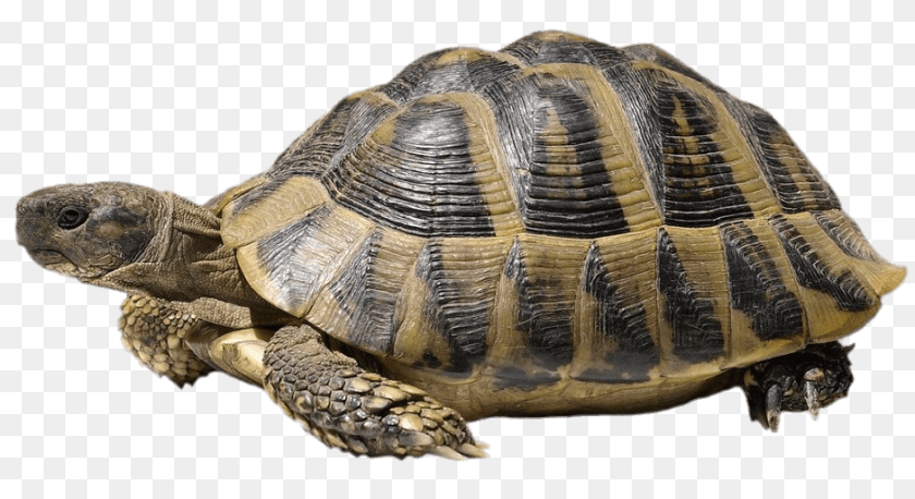 940x513 Hermanns Tortoise, Animal, Reptile, Sea Life, Turtle Sticker PNG