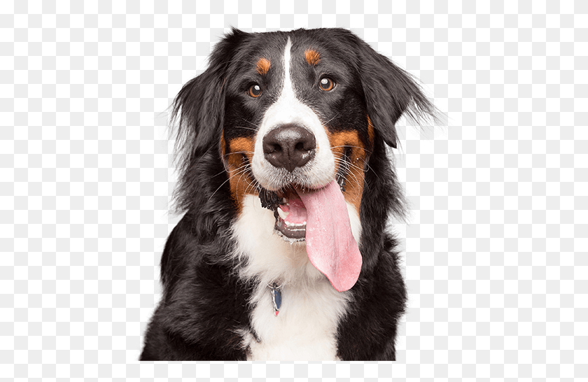 460x486 Hero Banner Bernese Mountain Dog, Pet, Canine, Animal HD PNG Download