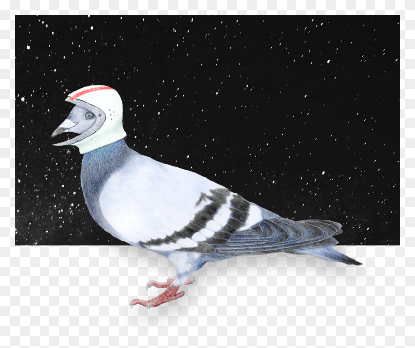 1000x828 Hero Space Pigeon, Bird, Animal, Dove HD PNG Download