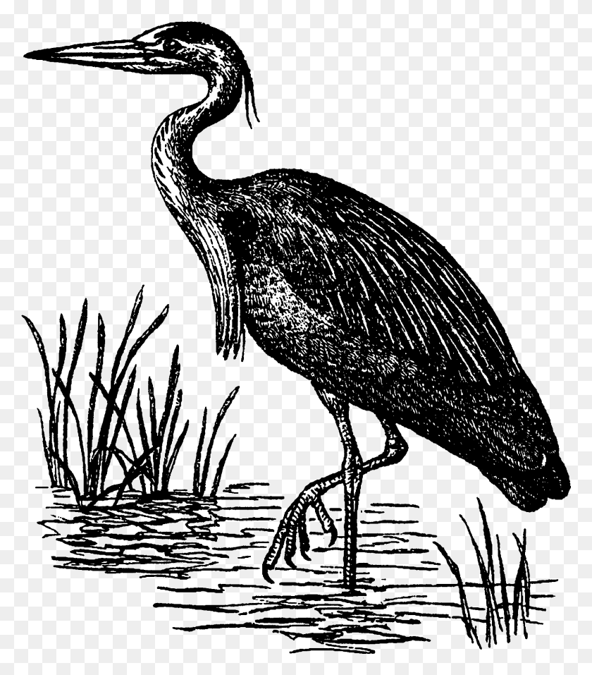 1644x1892 Garza Ciconiiformes, Pájaro, Animal, Aves Acuáticas Hd Png
