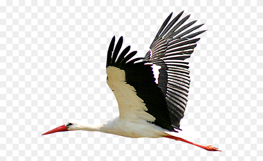 580x455 Heron Clipart Transparent Stork, Bird, Animal, Flying HD PNG Download