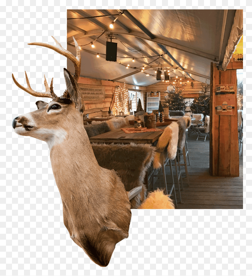 962x1062 Hert Stube Elk, Antler, Antelope, Wildlife HD PNG Download