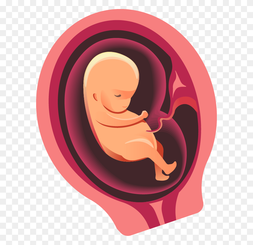 600x754 Heshe Can Open Their Their Eyes Move Around Swallow Baby In Womb Transparent, Ear, Person, Human HD PNG Download