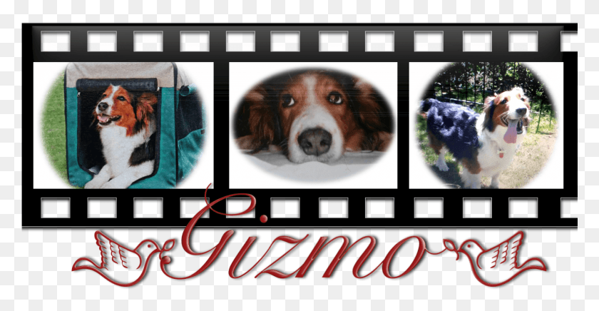 1351x652 Hi This Is Gizmo Our Beloved Corgi Collie Who Came Hamiltonstvare, Dog, Pet, Canine HD PNG Download