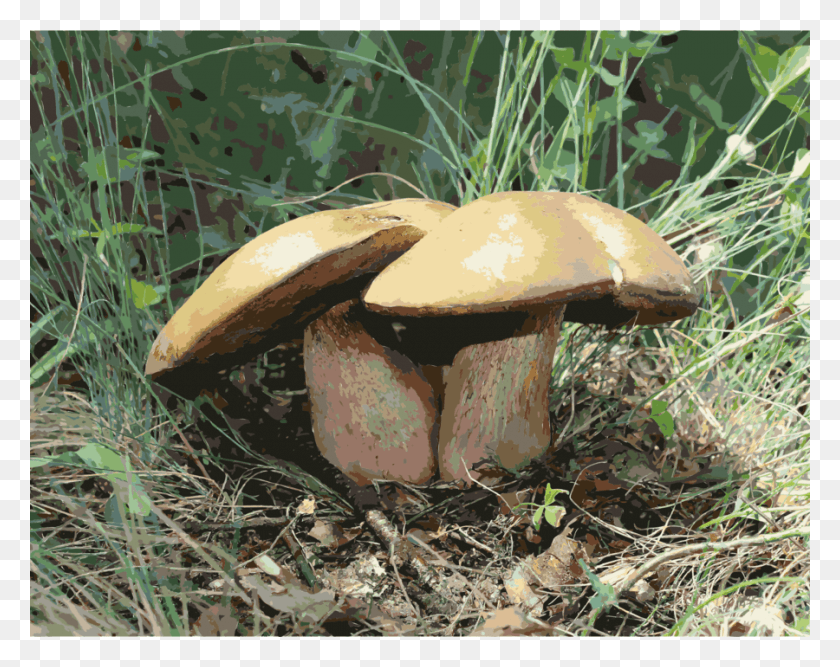 900x701 Hib Kolodj Clipart Suillellus Luridus Penny Hrb Modrk, Fungus, Plant, Amanita HD PNG Download