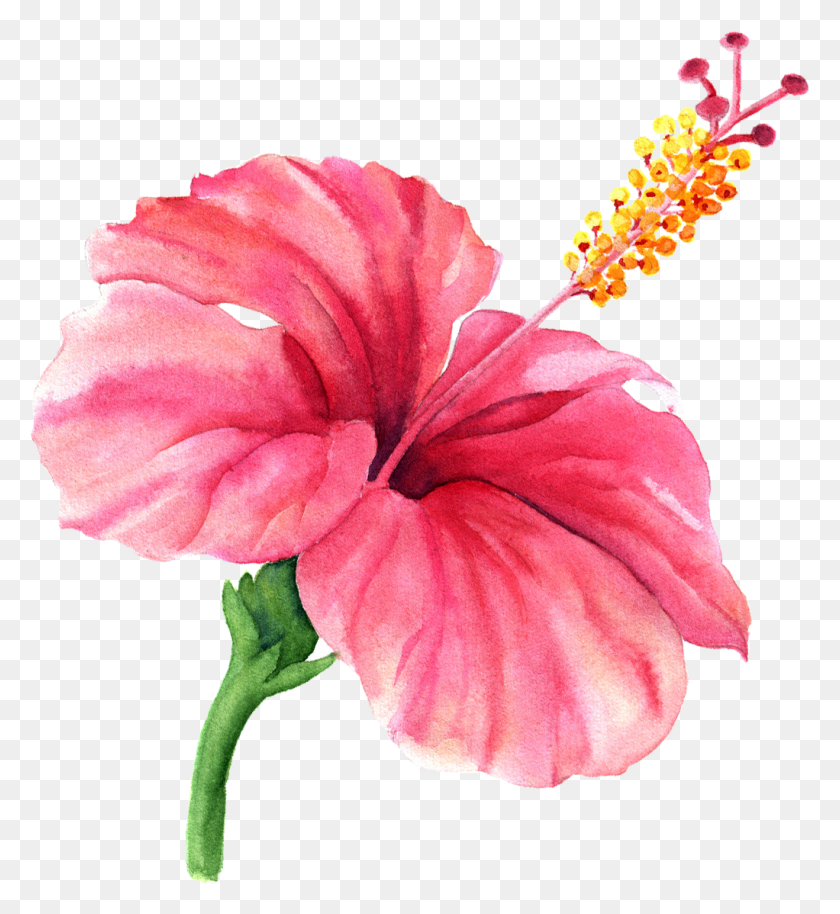 1022x1120 Hibiscus, Flower, Plant, Blossom HD PNG Download