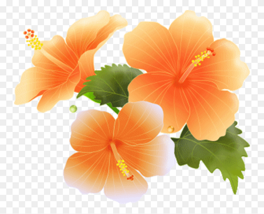 754x621 Hibiscus Bloom Frame Flower Border Flowers White Bouque, Flower, Plant, Blossom HD PNG Download