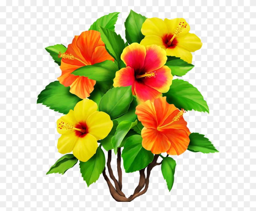 600x632 Hibiscus Bouquet Tropical Flowers Flower Power Cross Flower, Plant, Blossom, Petal HD PNG Download